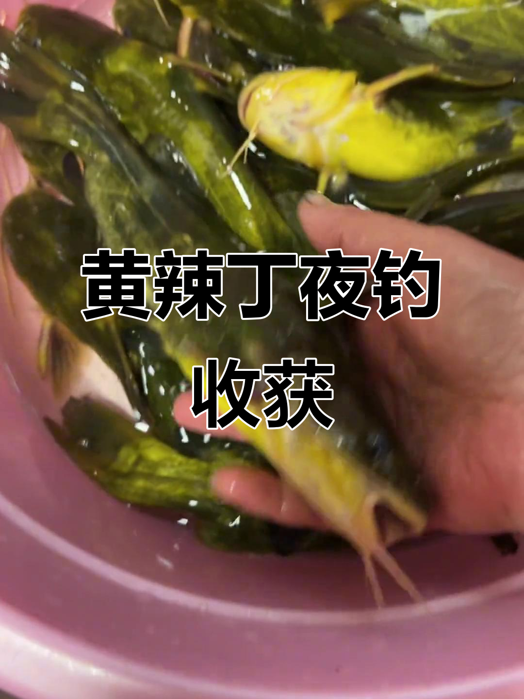 夜钓收获大,黄辣丁鱼稀少