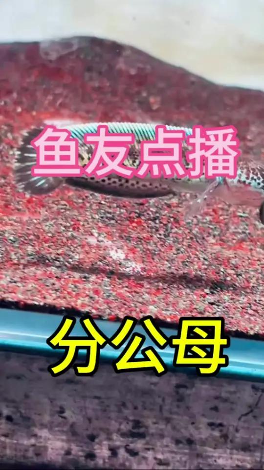 鱼友点播-分公母 你都是怎么给雷龙分公母的 黄金眼镜蛇雷龙 雷龙鱼 巴卡雷龙 雷龙鱼苗饲养