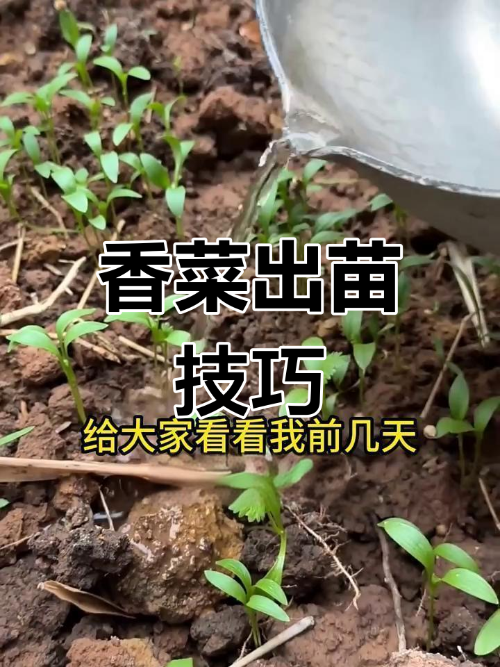 香菜出苗慢,保持湿度是关键,及时撤去遮盖物避免高脚苗