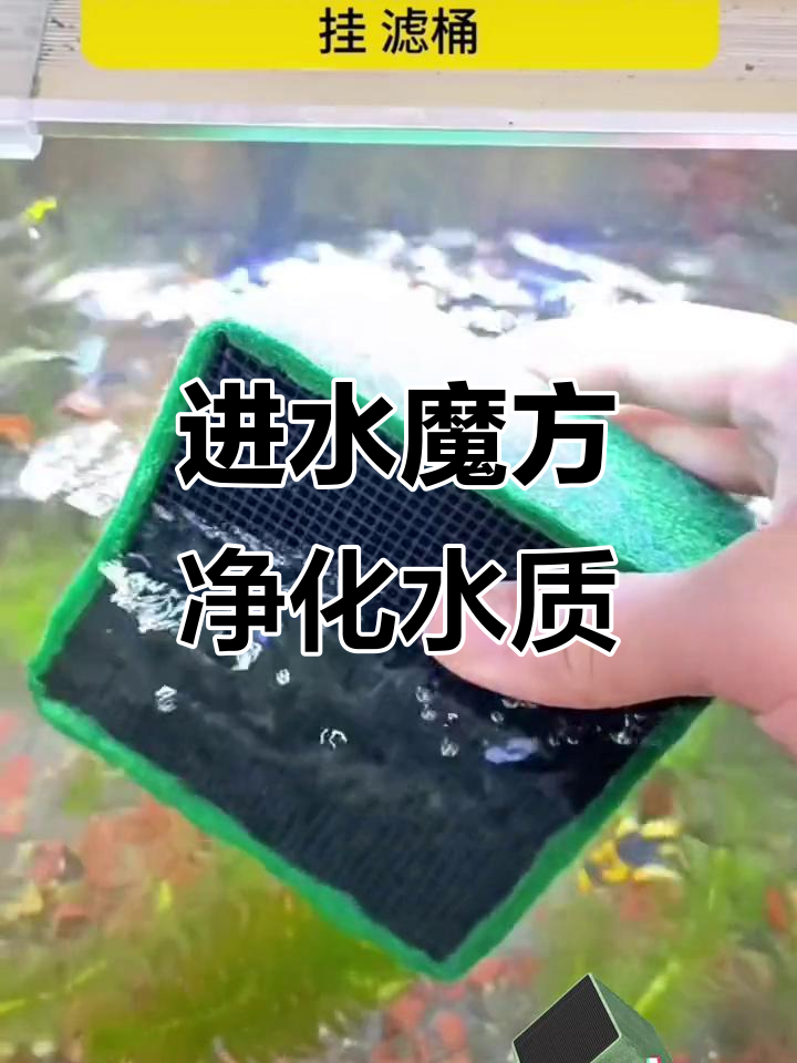 鱼缸水质快速提升,魔方活性炭帮你搞定黄水和异味