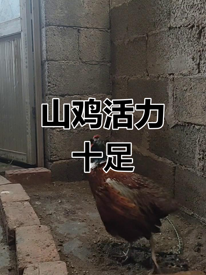 七彩山鸡,活力四射,叫声响亮,翅膀强劲
