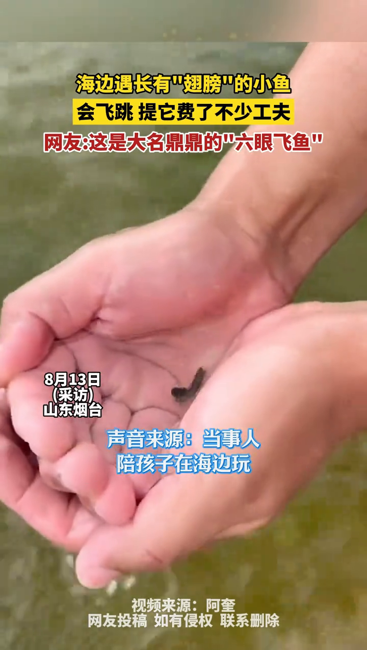 海边遇长有“翅膀”的小鱼，难道这是大名鼎鼎的“六眼飞鱼”？