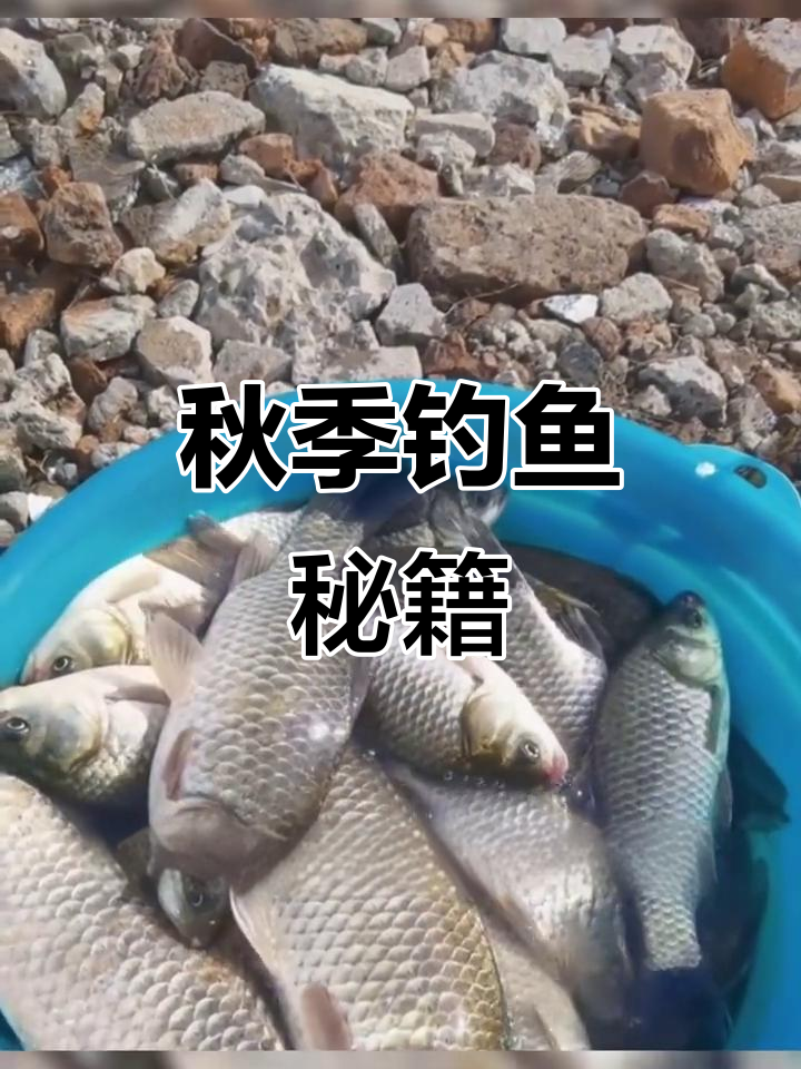 秋冬钓鲫鱼，掌握这6个技巧，轻松爆护！
