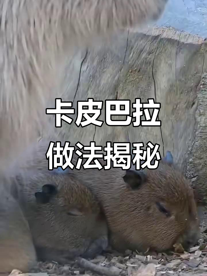 如何做卡皮巴拉才好吃?清蒸红烧任你选