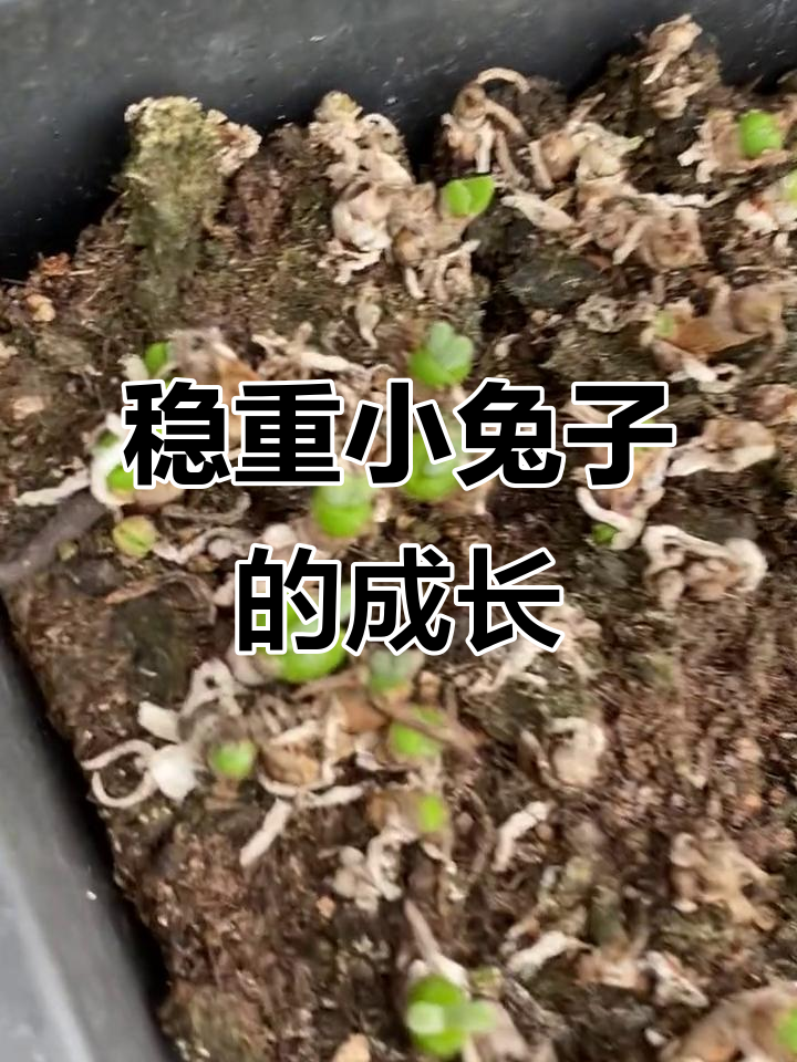小兔子多肉植物,萌态十足,稳扎稳打不疯长