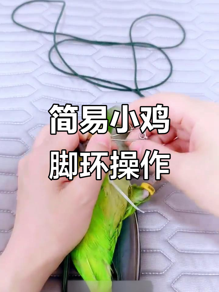 小鸡应急放飞技巧，脚环轻松绑法