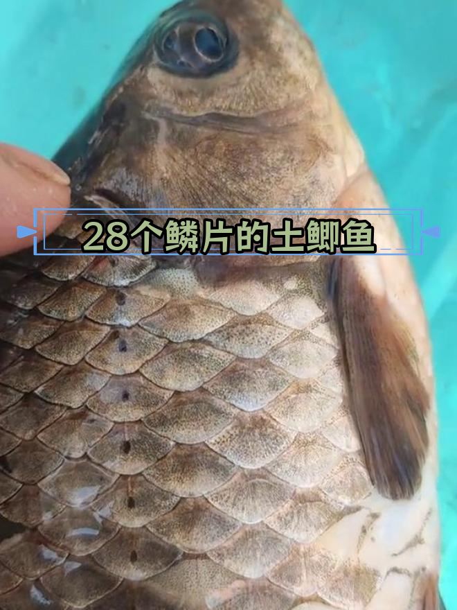 野生鲫鱼鳞片特征解析