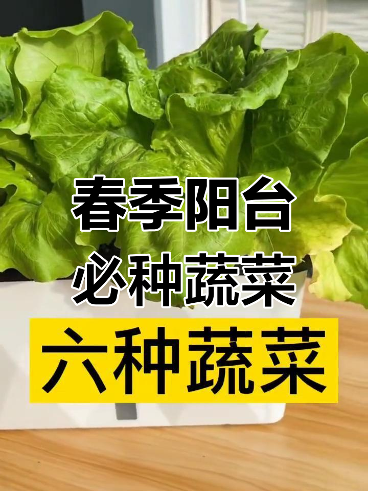 春天阳台种菜全攻略:6款超易生长蔬菜推荐