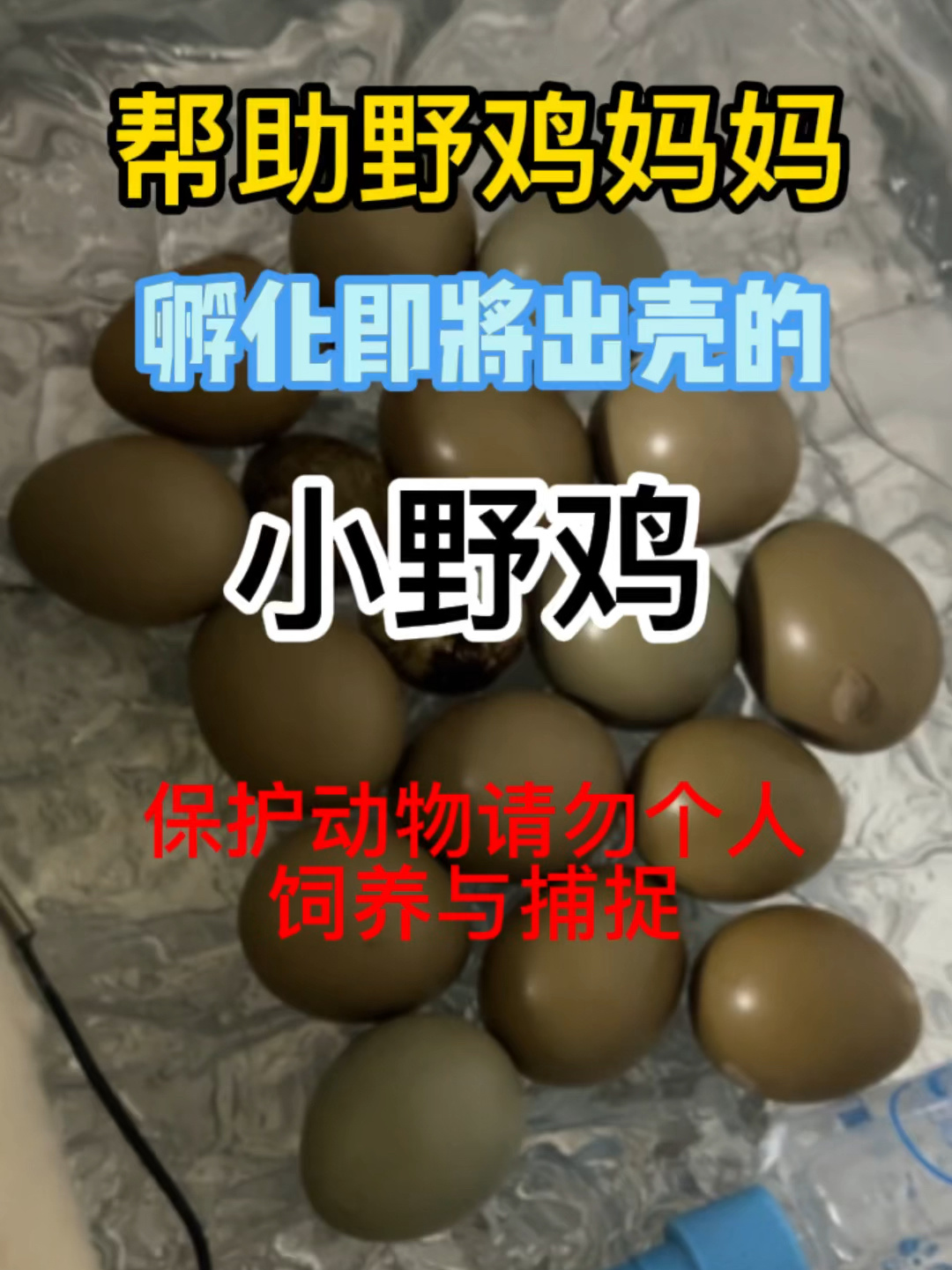 帮助野鸡妈妈孵化即将出壳的小野鸡