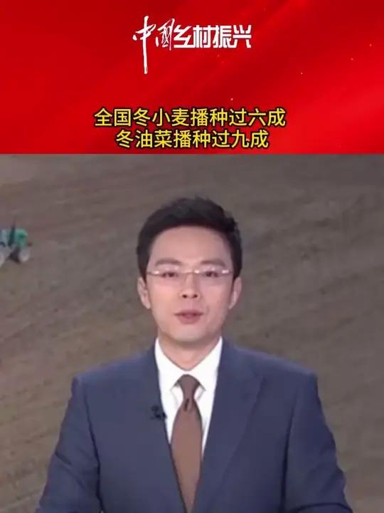 全国冬小麦播种过六成 冬油菜播种过九成 冬小麦 冬油菜 播种