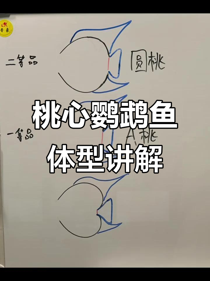 桃心迷你鹦鹉鱼体型解析：圆头、嘟嘟嘴与打架技巧