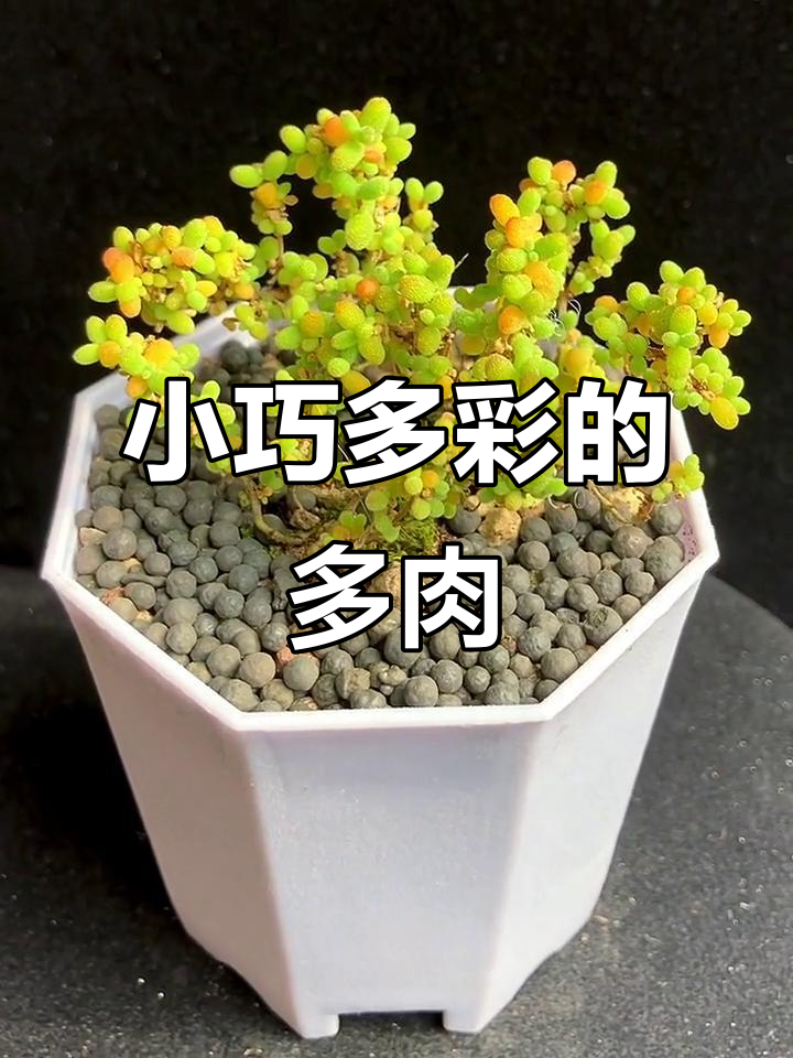 小米粒多肉,小巧可爱,色彩斑斓,阳台必备!