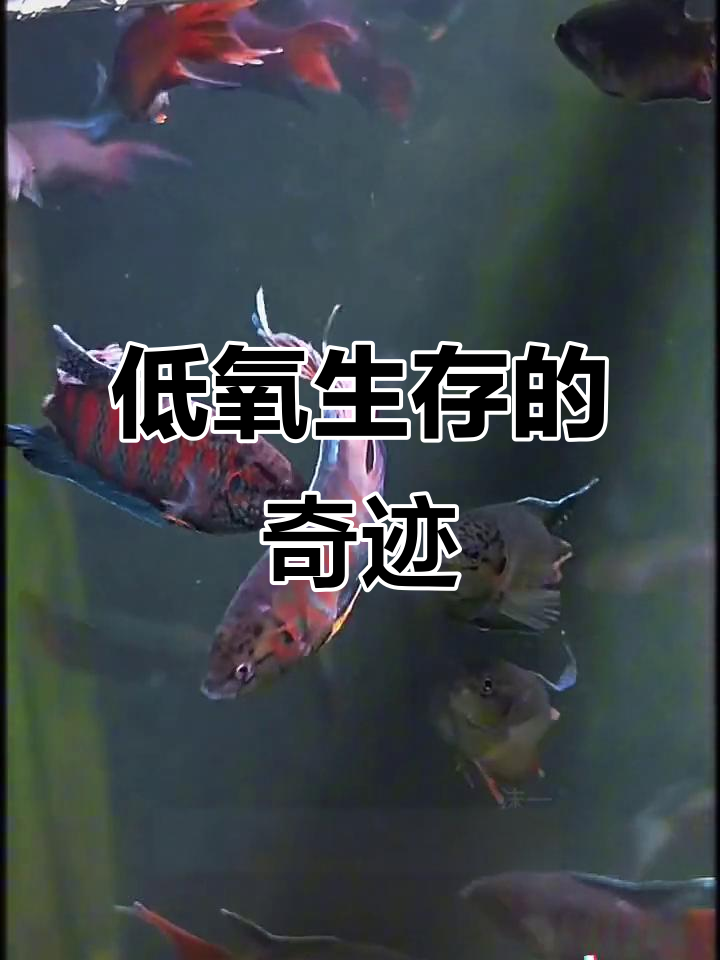 菩萨鱼,低氧环境中的生存高手!