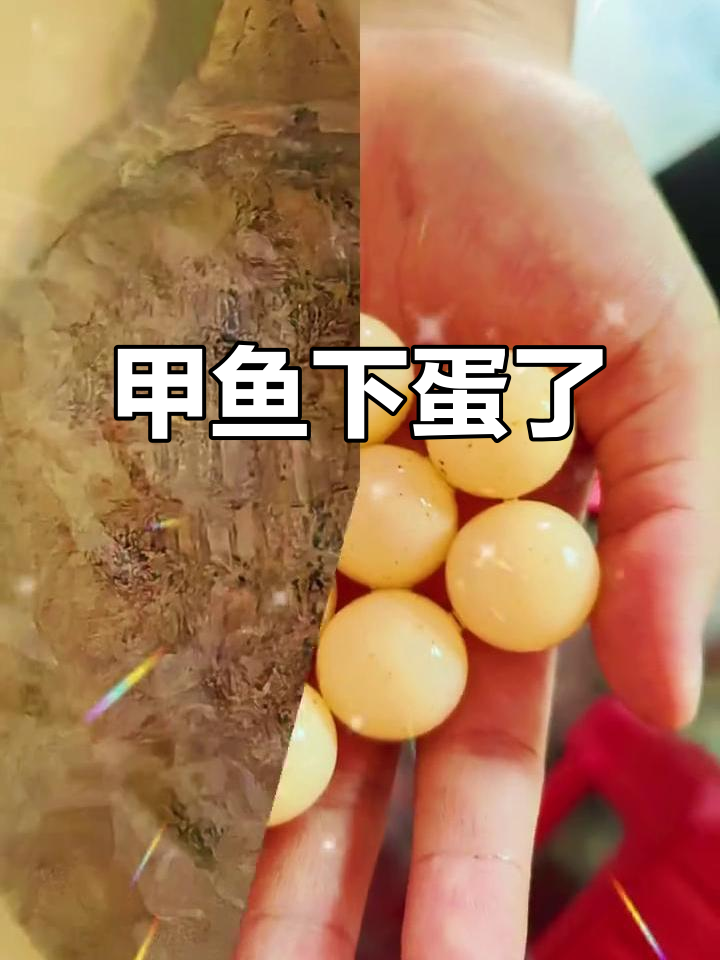 甲鱼首次下蛋,竟然这么可爱!