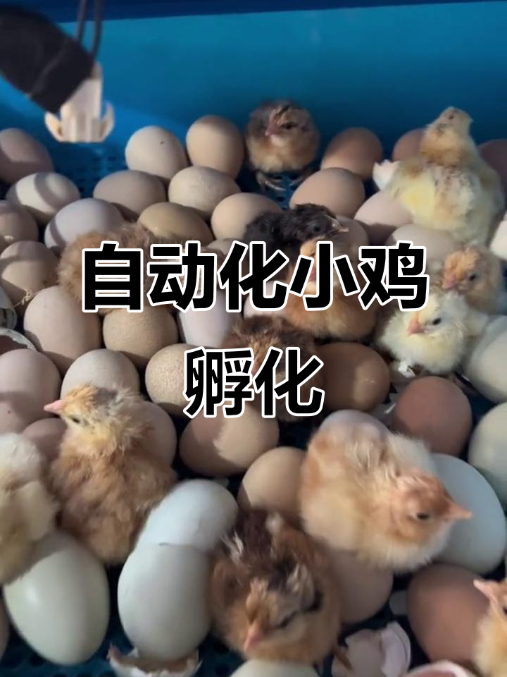 小鸡孵化全过程,破壳瞬间超萌