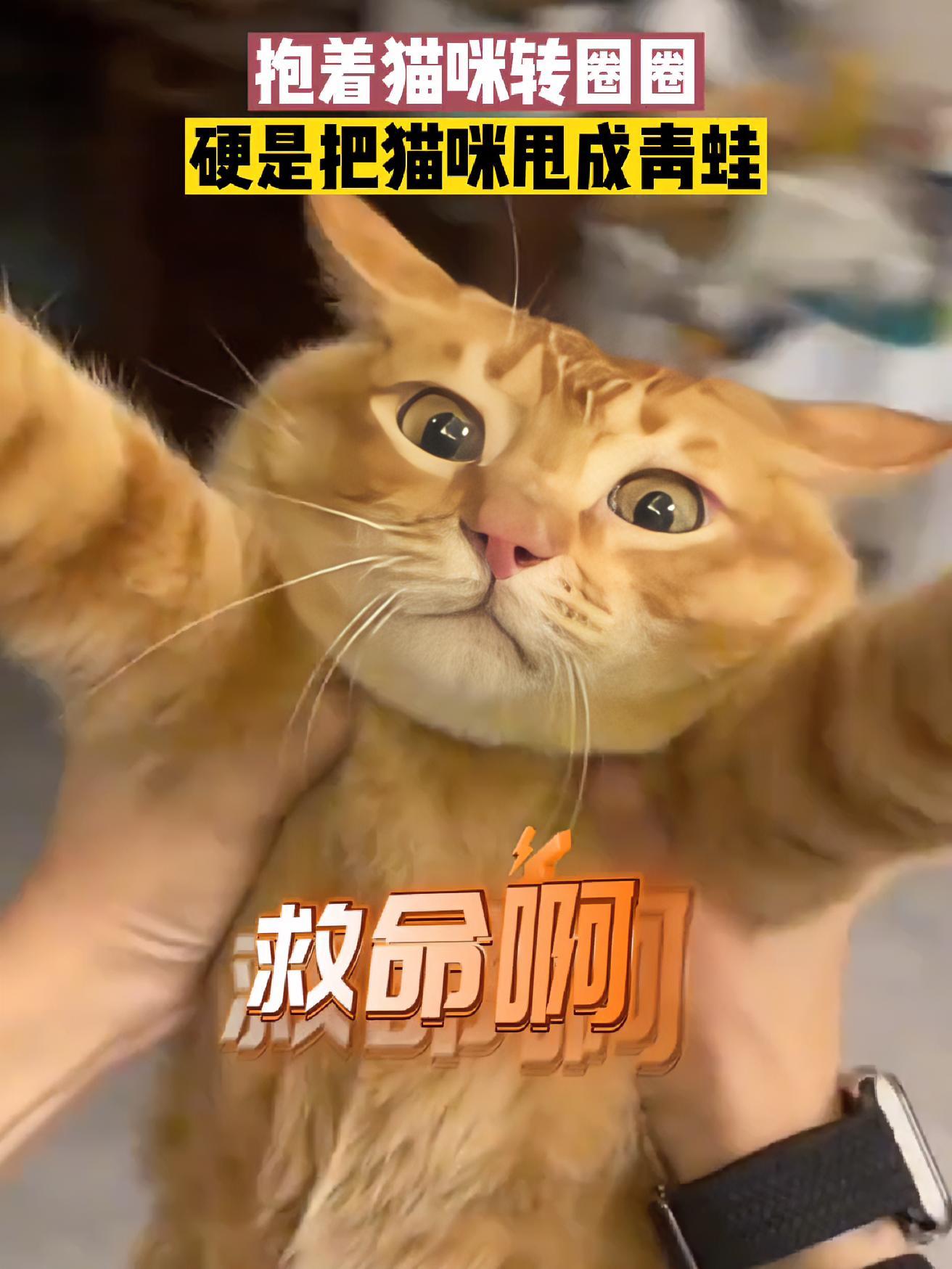 1月17日,广东,抱着猫咪转圈圈,猫咪的表情是这样的 惊不惊喜意不意外 惊呆了 猫咪表情包