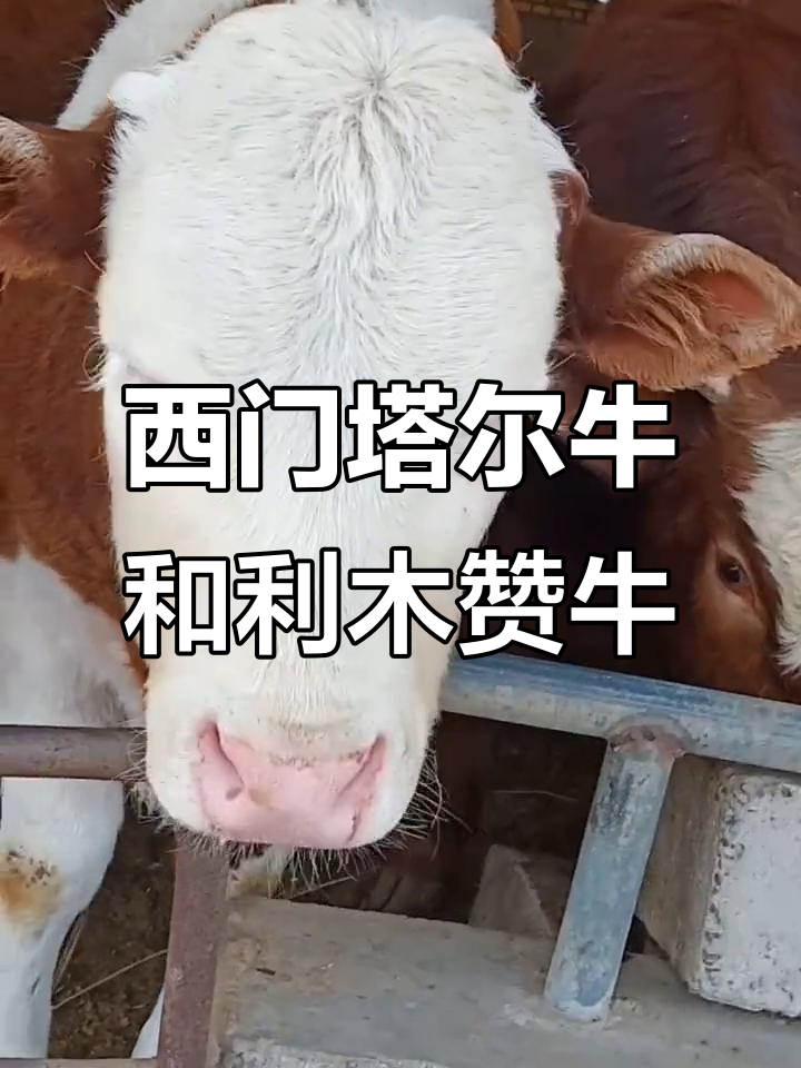 西门塔尔牛与利木赞牛：优质肉牛品种介绍