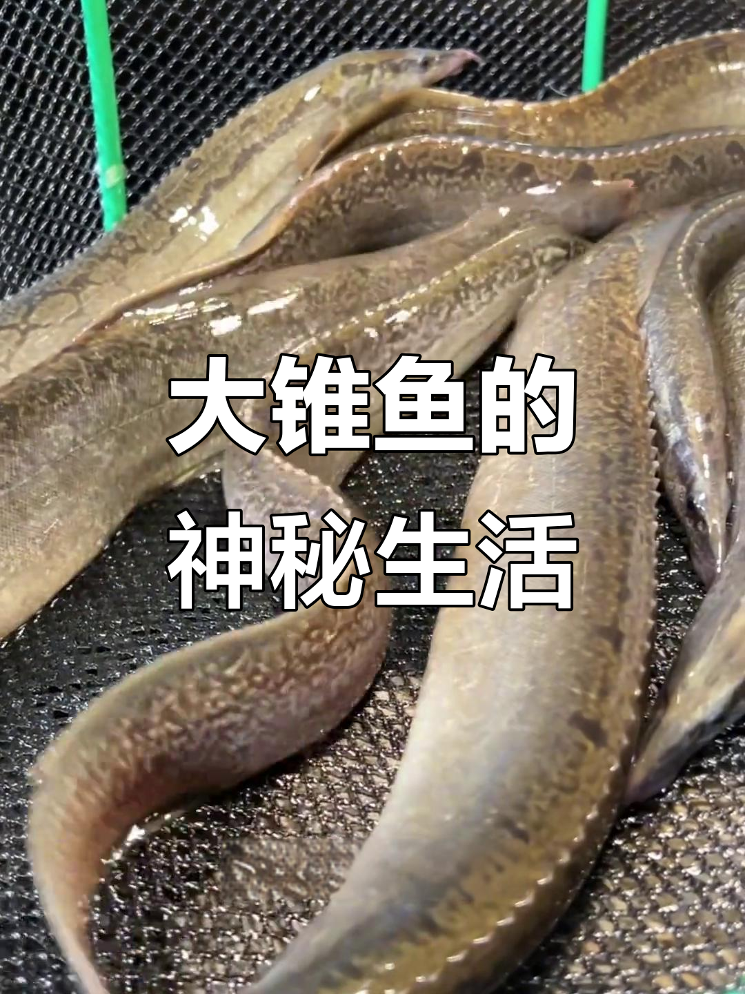 稀有野生大锥鱼:水质要求极高,昼伏夜出捕捉难