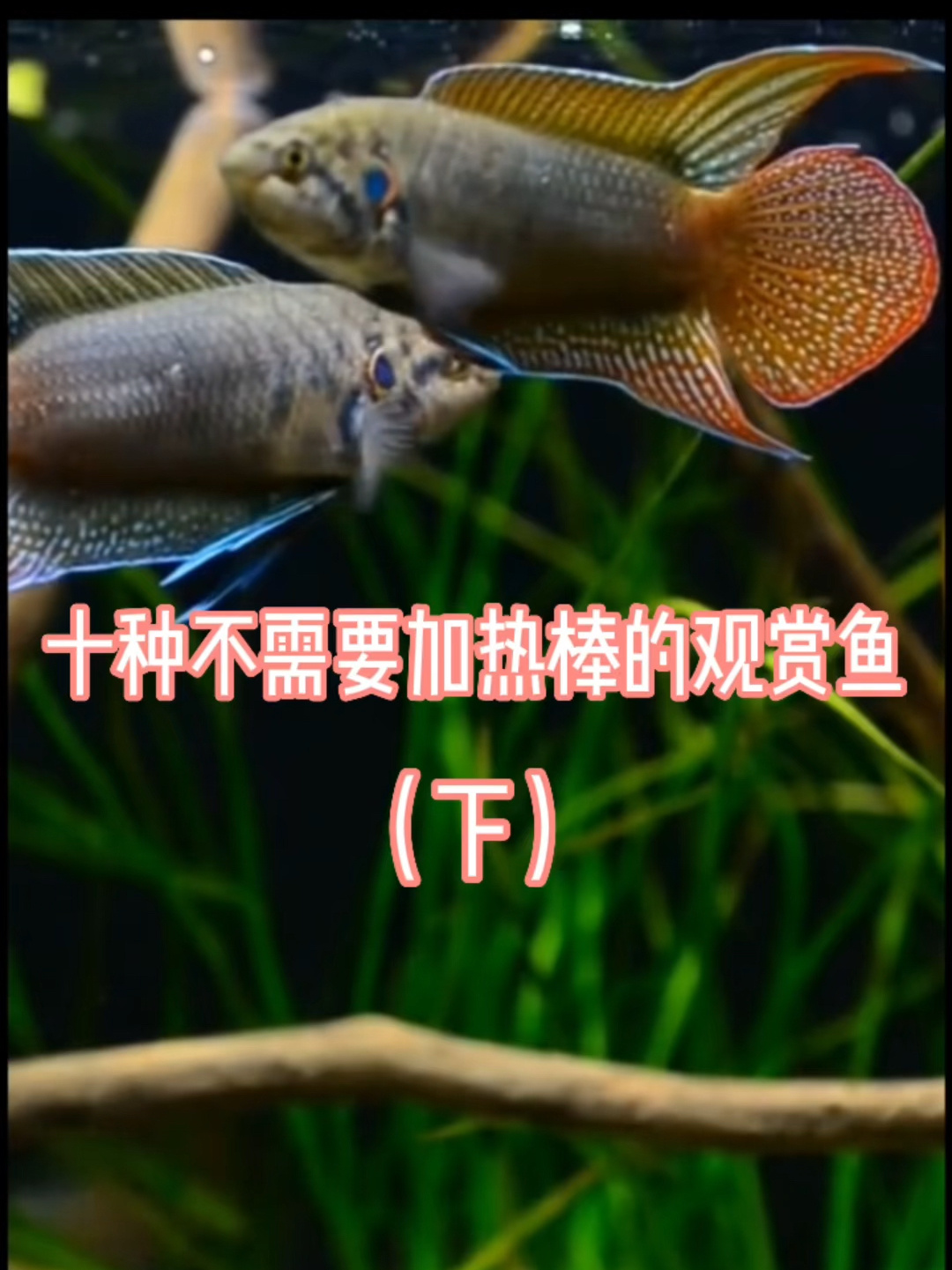 十种不需要加热棒的观赏鱼(下)
