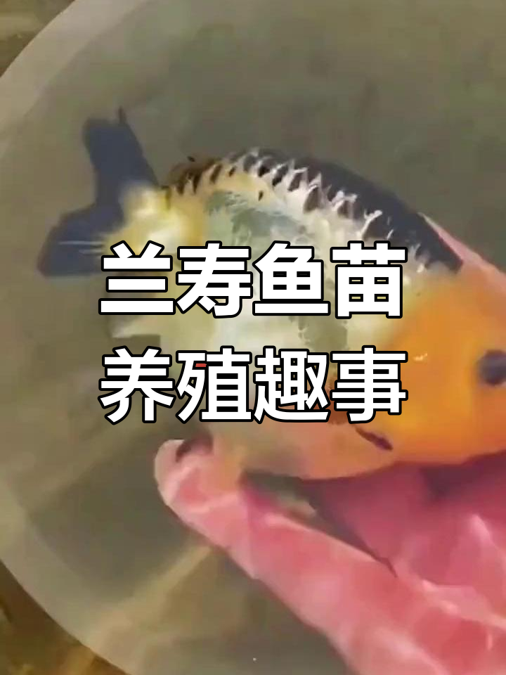 兰寿金鱼苗的成长与繁殖,萌态十足!