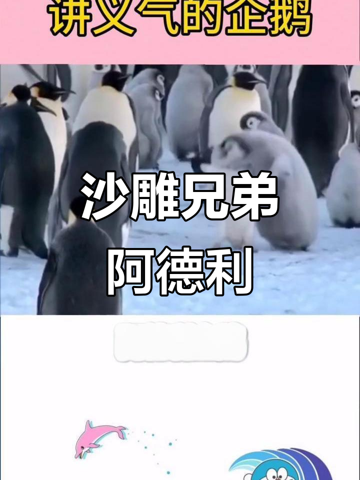 阿德利企鹅的“兄弟情”:为了食物,它们能踹对方下海