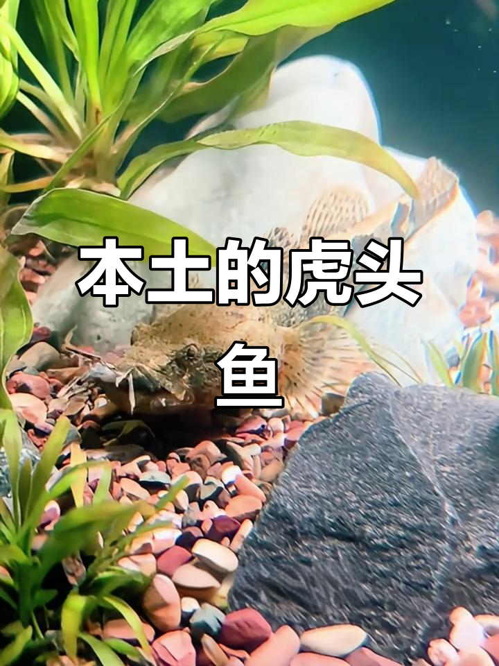 虎头鱼:淡水中的“贵族”,性格孤僻却捕食猛烈