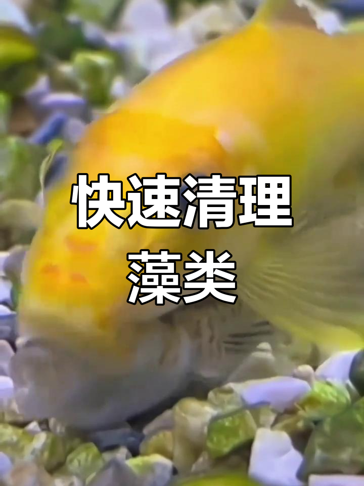 金苔鼠:高效清洁工具鱼
