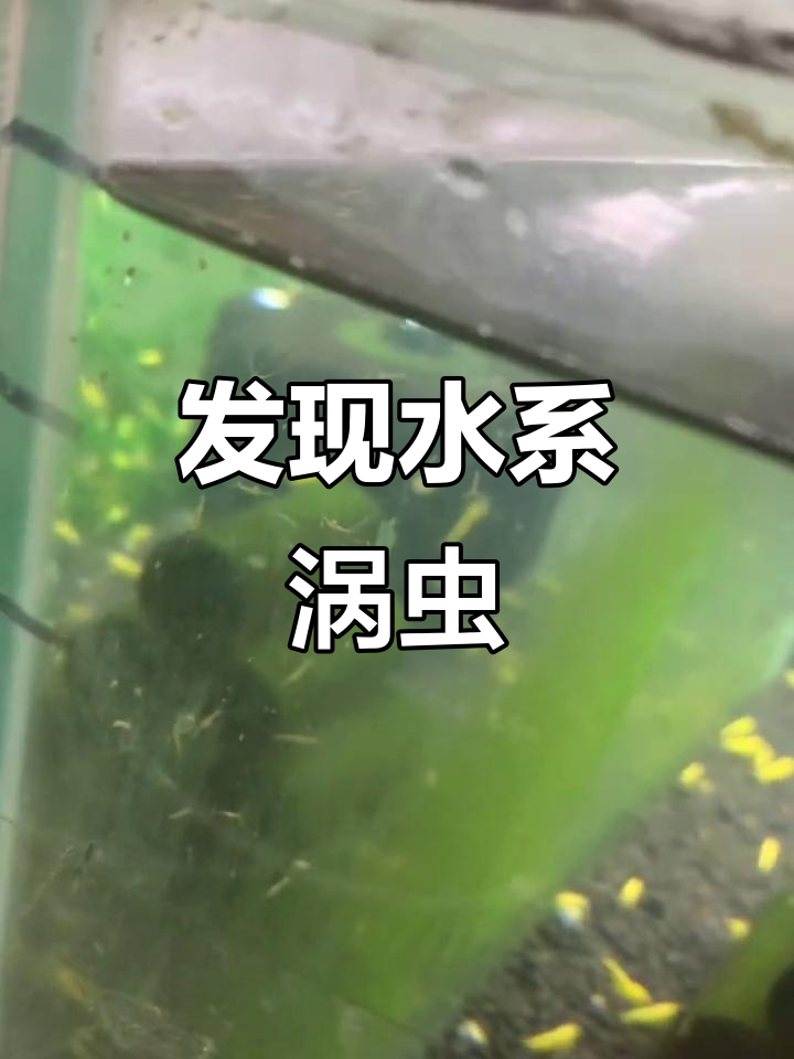 水螅涡虫来袭，虾缸里的神秘“八爪鱼”
