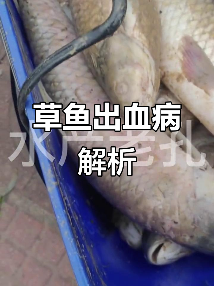 草鱼出血病与肝胆疾病:症状、原因及应对方法