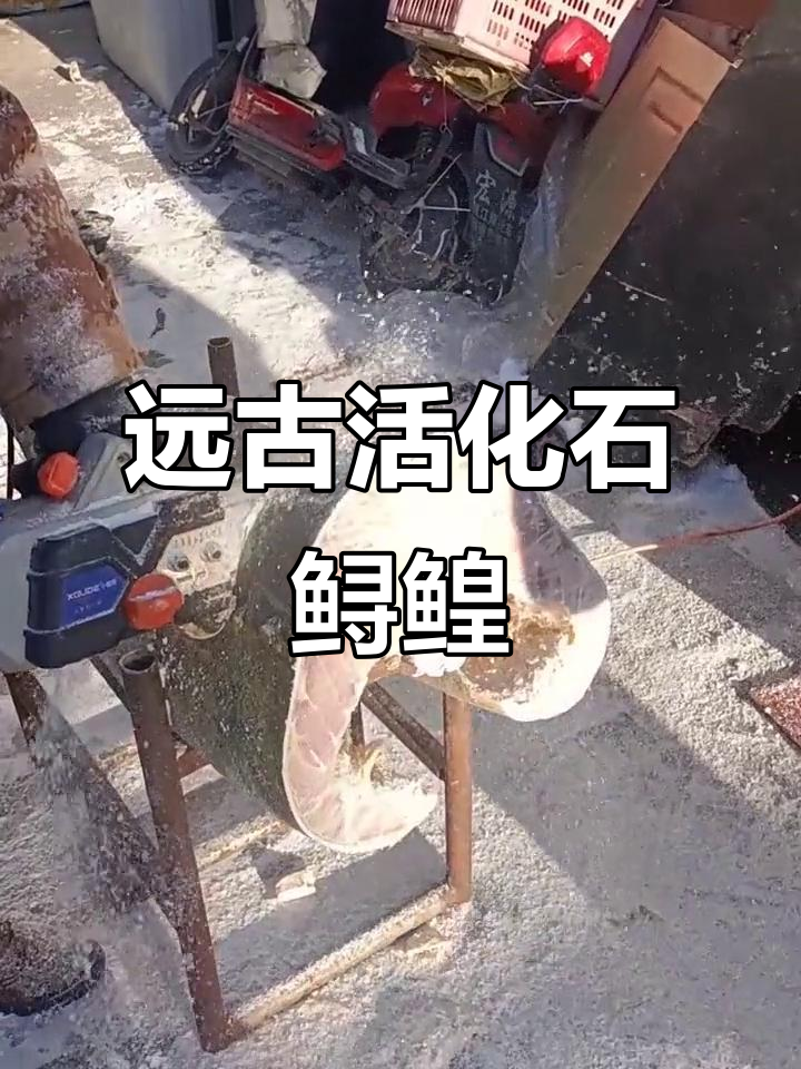 远古鲟鳇鱼现身,大青黄鱼肉末飞舞