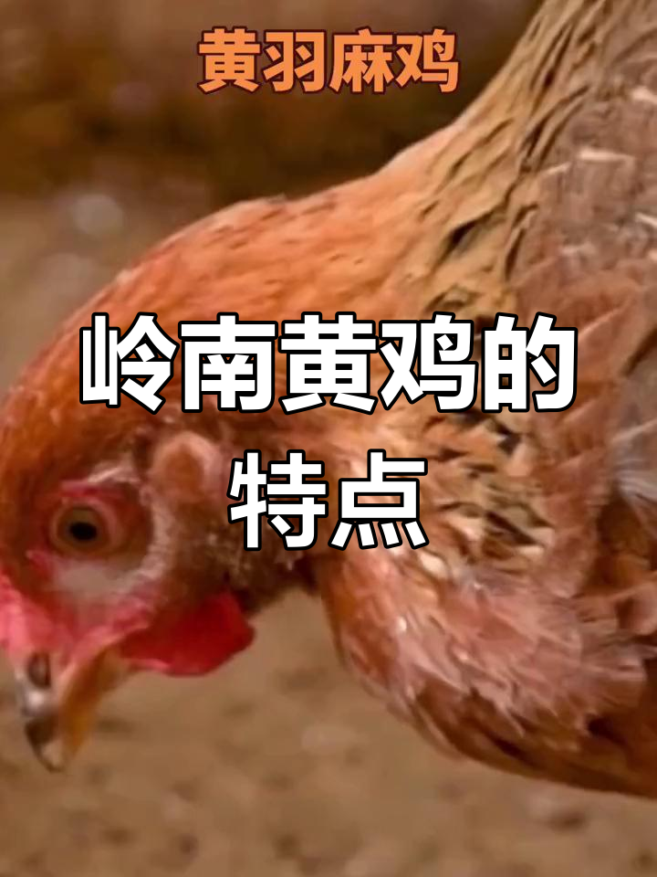 黄羽肉鸡的独特之处