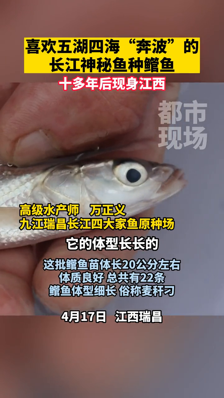 喜欢五湖四海“奔波”的长江神秘生物鳤鱼,现身江西