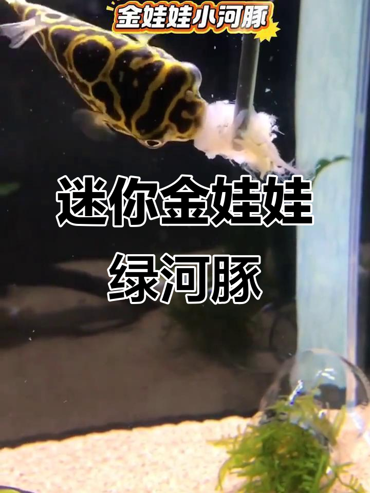 金娃娃绿河豚：可爱又易养的观赏鱼，海水淡水都能养
