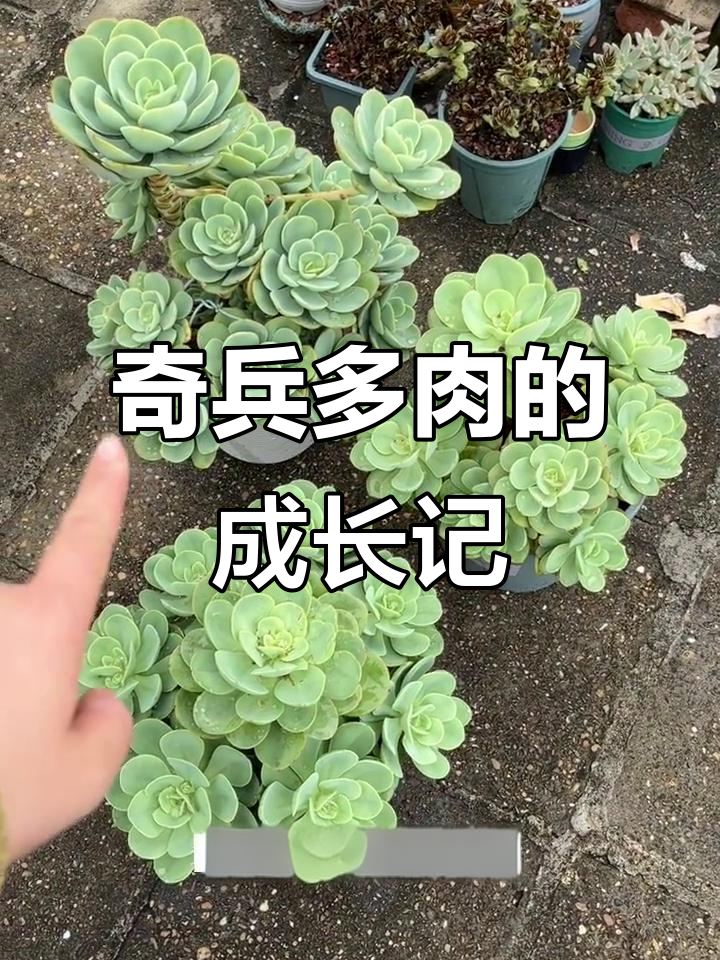 奇兵多肉:从两块钱小丹头到爆盆的转变