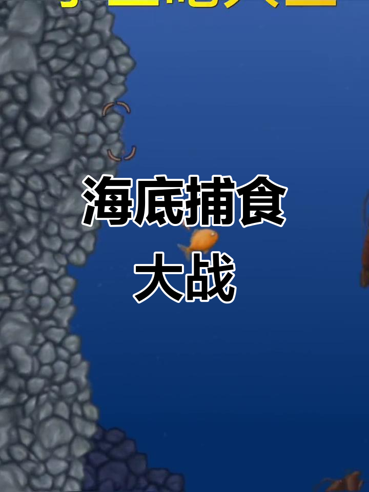 深海大猎杀:澳洲龙虾与小虾的生死时速