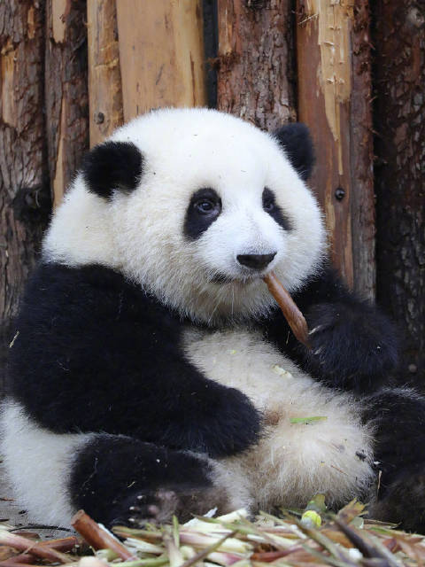 大熊猫这么胖,到底是真胖还是“虚胖”呢?大熊猫的毛发丰厚,骨架大、肌肉多,所以看起来很胖。