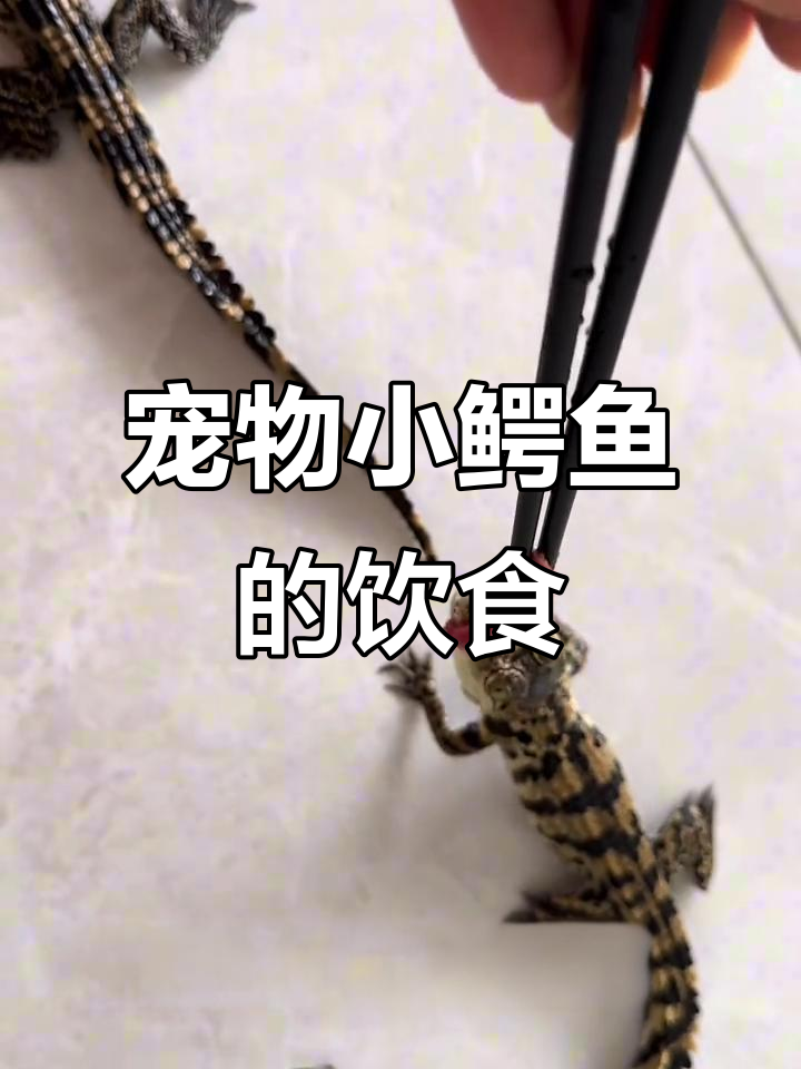 小鳄鱼的食物大揭秘，宠物也能吃牛肉