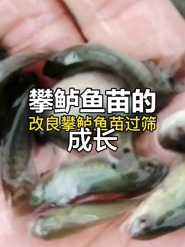 攀鲈鱼苗的成长与挑战,探索过山鲫鱼的秘密