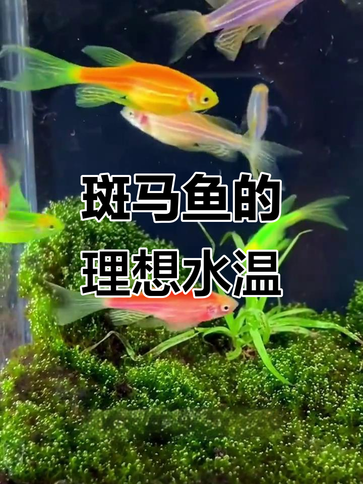 斑马鱼最适宜的水温是多少?掌握这些养护技巧,让它们更健康