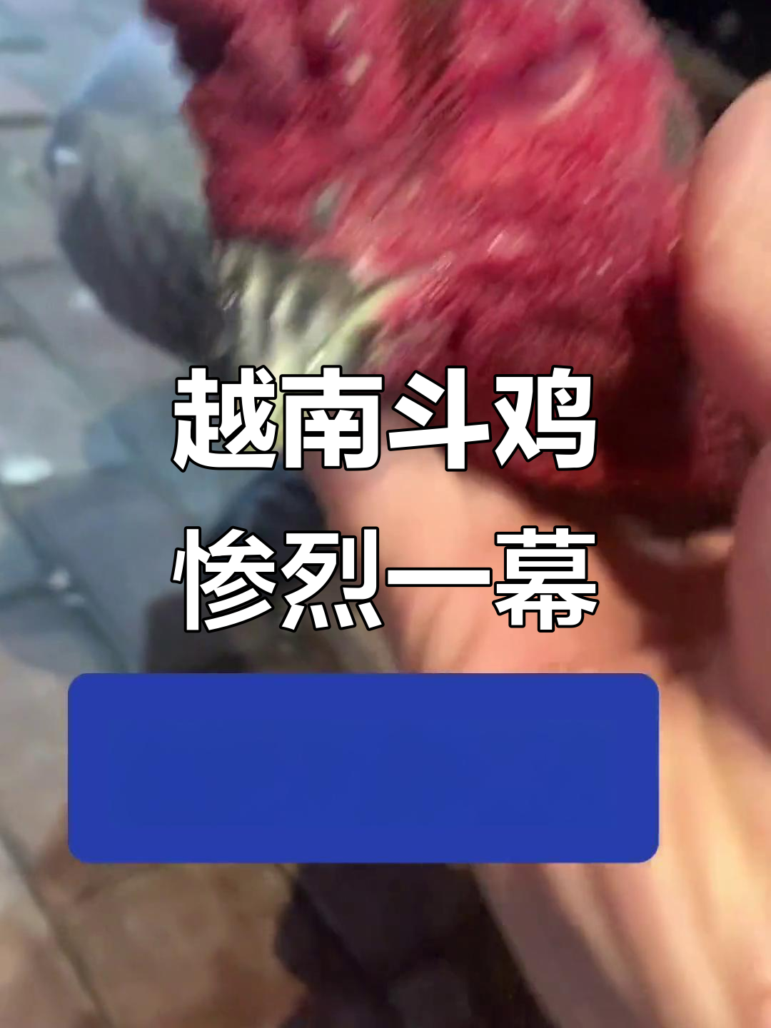 越南斗鸡激烈对决，脖子断裂让人心疼