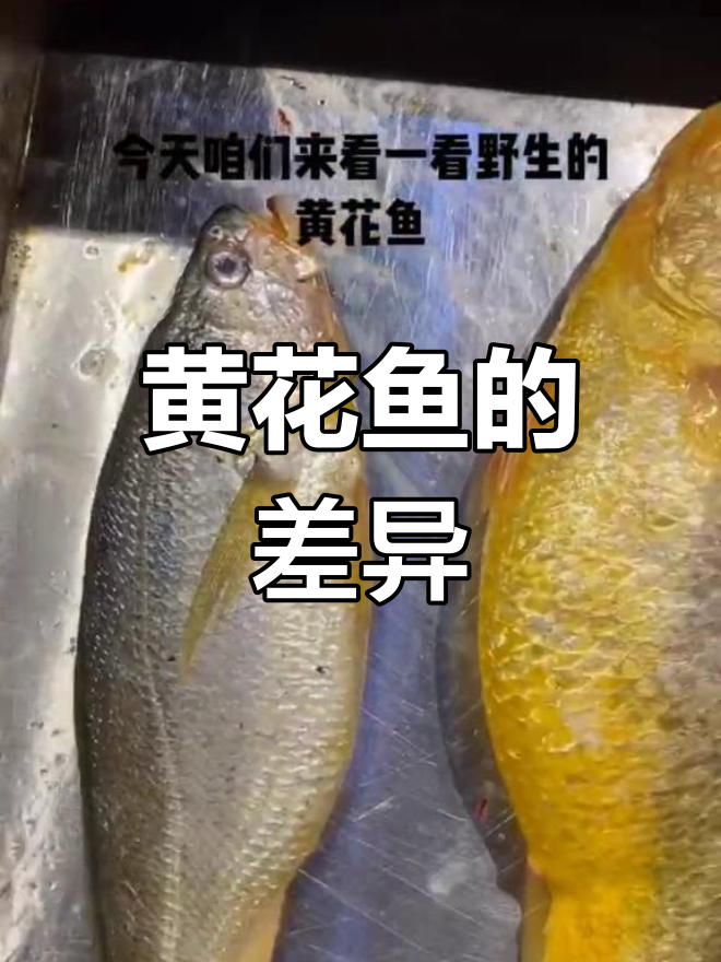 野生黄花鱼与养殖的区别解析