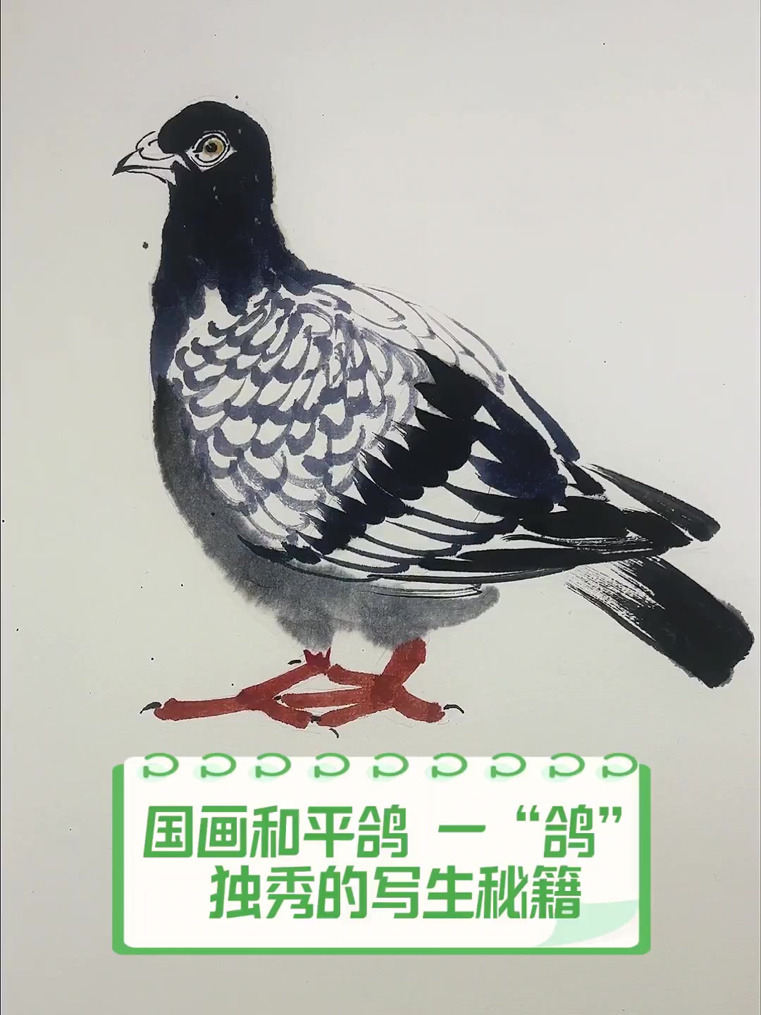 国画和平鸽,一“鸽”独秀的写生秘籍
