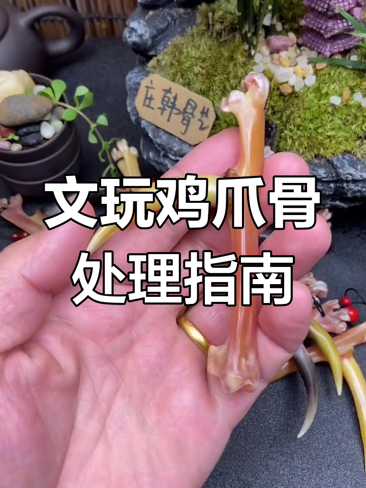 鸡爪骨盘玩技巧大揭秘,如何挑选和处理文玩鸡蹬子