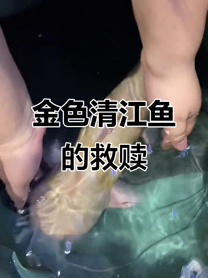 菜市场偶遇金色清江鱼,三米大缸新成员!