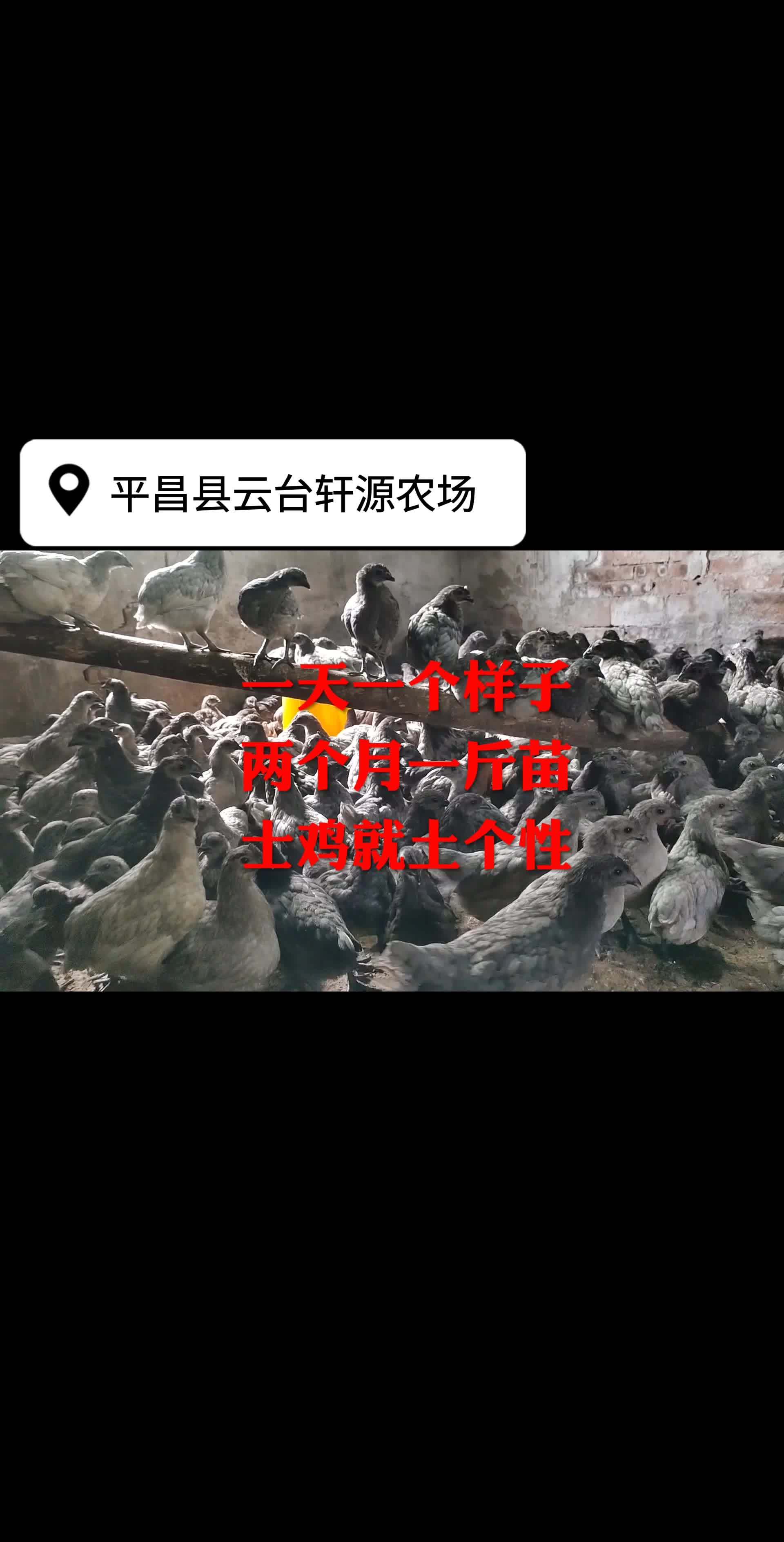 新特优农产品轩源农场瓦灰鸡绿壳蛋鸡苗一天一个样 绿壳蛋鸡 地理标志产品 轩源瓦灰鸡