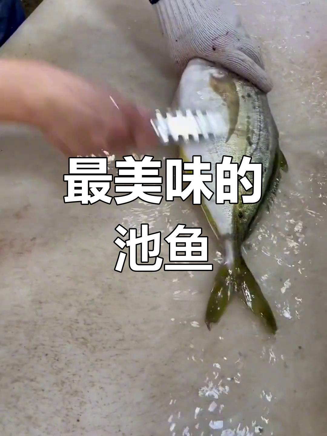 池鱼王:东京湾的刺身美味