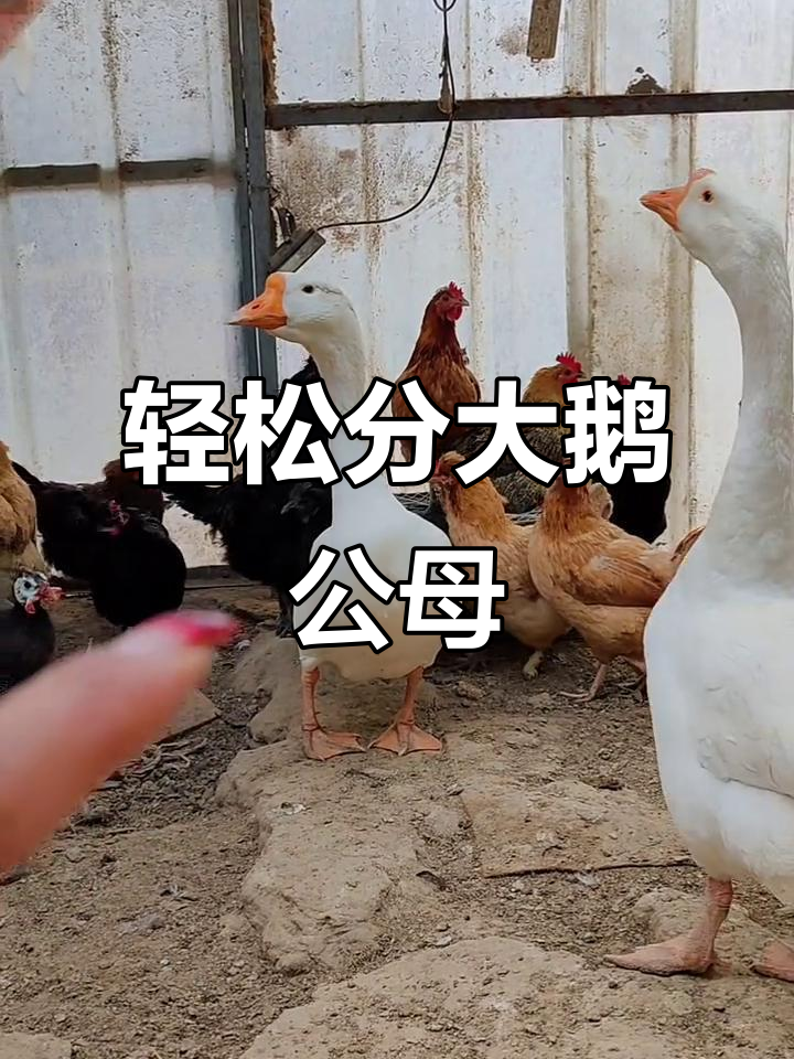 大鹅公母分辨技巧，一看就懂！