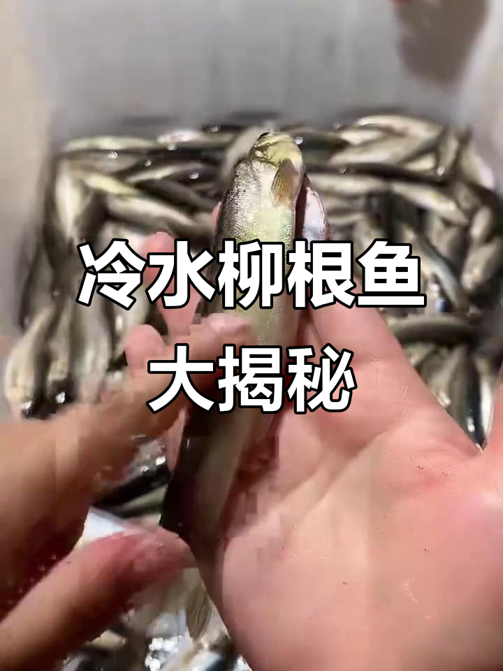 柳根鱼:东北冷水养殖,蒜瓣肉口感鲜美无腥味