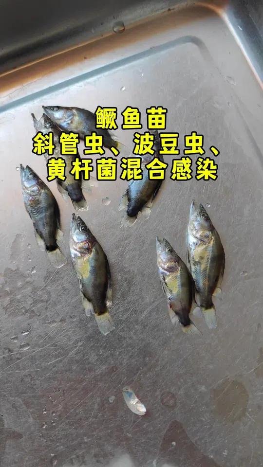饲料鳜鱼 显微镜 TJ007 斜管虫 波豆虫