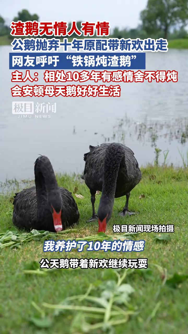 公鹅抛弃十年原配带新欢出走,网友呼吁“铁锅炖渣鹅”
